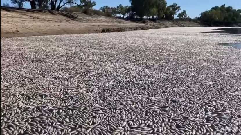 Kekurangan Oksigen, Jutaan Ikan Mati Menutupi Sungai di Australia