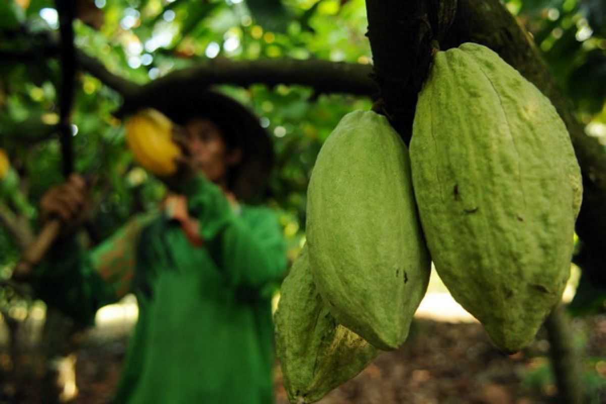 Kelembagaan Kakao Bantu Petani dan Industri