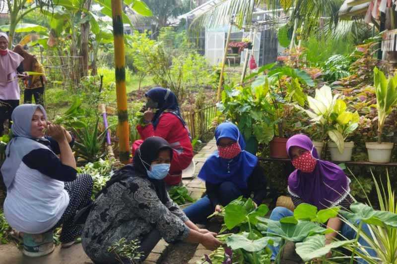 Kelompok Tani Fatmawati Panen Sayuran Hari Pertanian Perkotaan