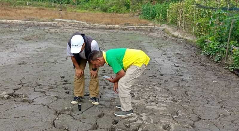 Kemarau, 200 Hektare Tanaman Padi di Babel Terancam Gagal Panen