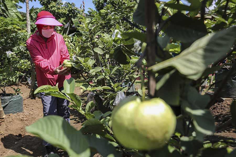 Kembangkan Urban Farming