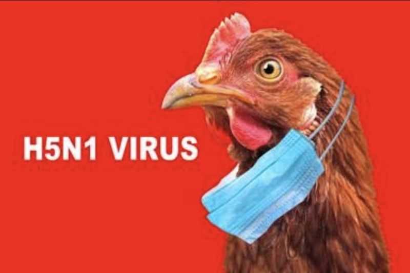 Kemenkes Selidiki Keterkaitan Flu Burung dengan Kematian Unggas di Kalimantan Selatan