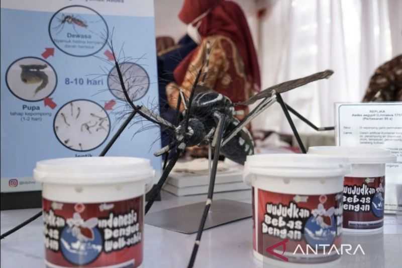 Kemenkes Tegaskan Nyamuk Berwolbachia Tidak Terkait dengan Keganasan Nyamuk Dengue