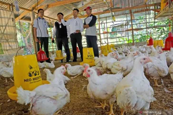 Kemenkes Waspadai Penularan Flu Burung Clade Baru ke Manusia