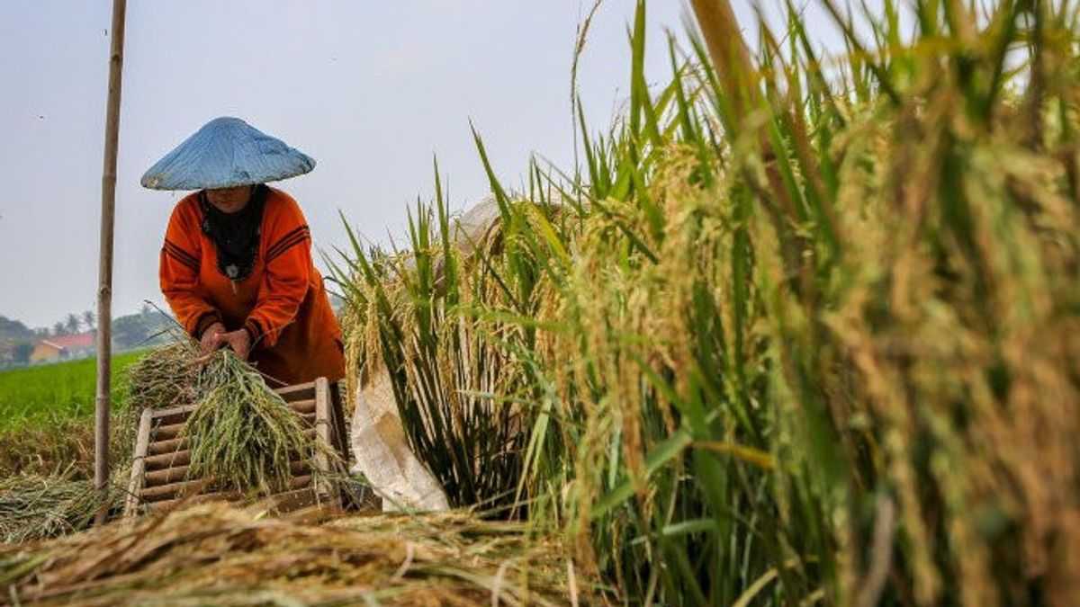 Kementan Dorong Budi Daya Pangan secara Efisien