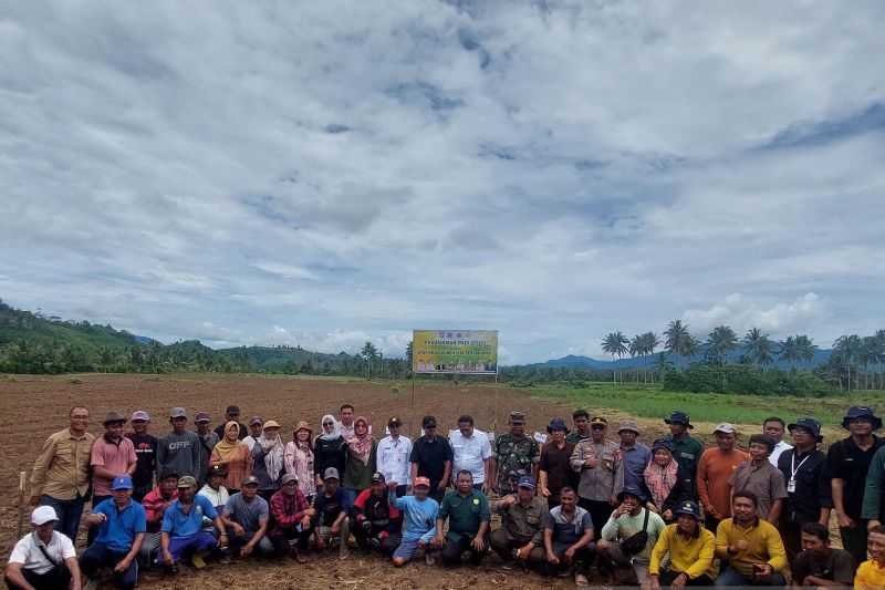 Kementan Perluas Areal Padi Gogo di Gorontalo Cegah Kelangkaan Pangan