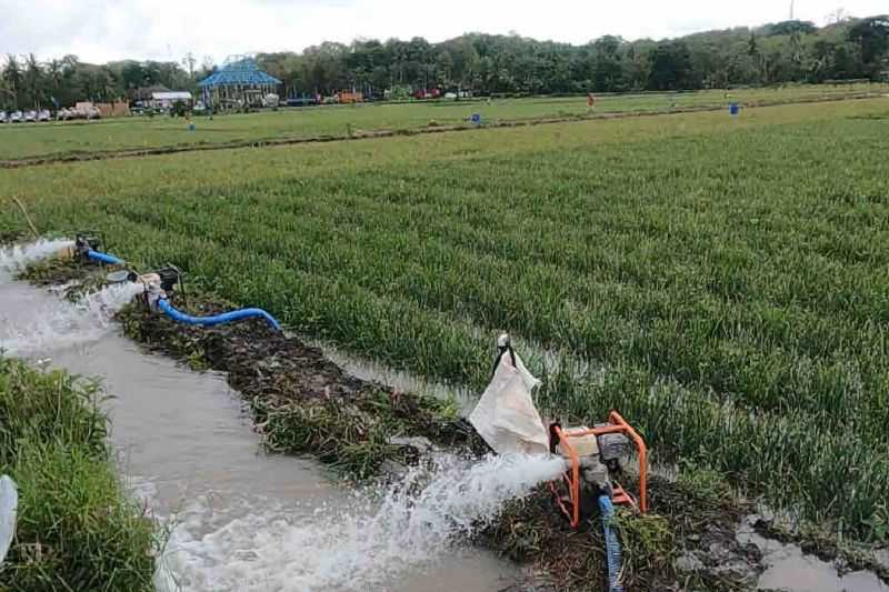 Kementan Sebut Pompanisasi Berdampak Positif Pada Produksi Padi Nasional