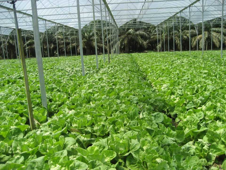Kementan Targetkan Produksi Jutaan Benih Hortikultura