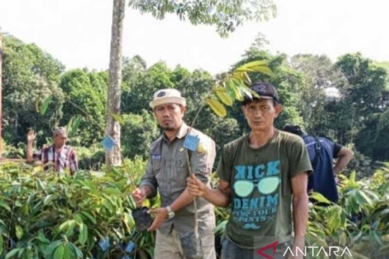 Kementerian Pertanian bangun Kampung Hortikultura di Luwu Utara