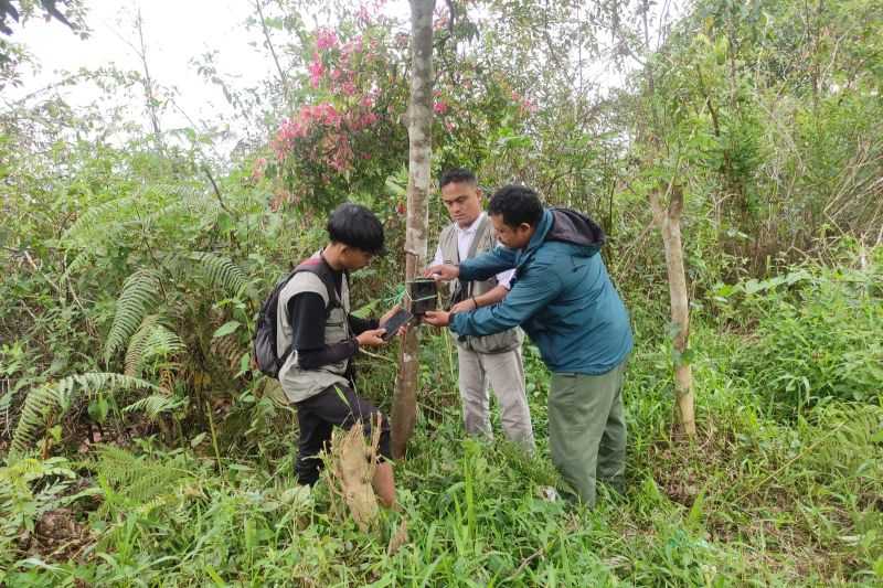 Kemunculan Beruang di Lambar, Tim Gabungan Pasang Kamera Jebak