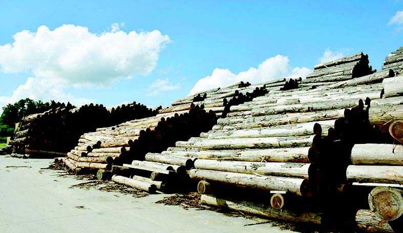 Kenaikan Harga Mengancam Industri Kayu di Jepang