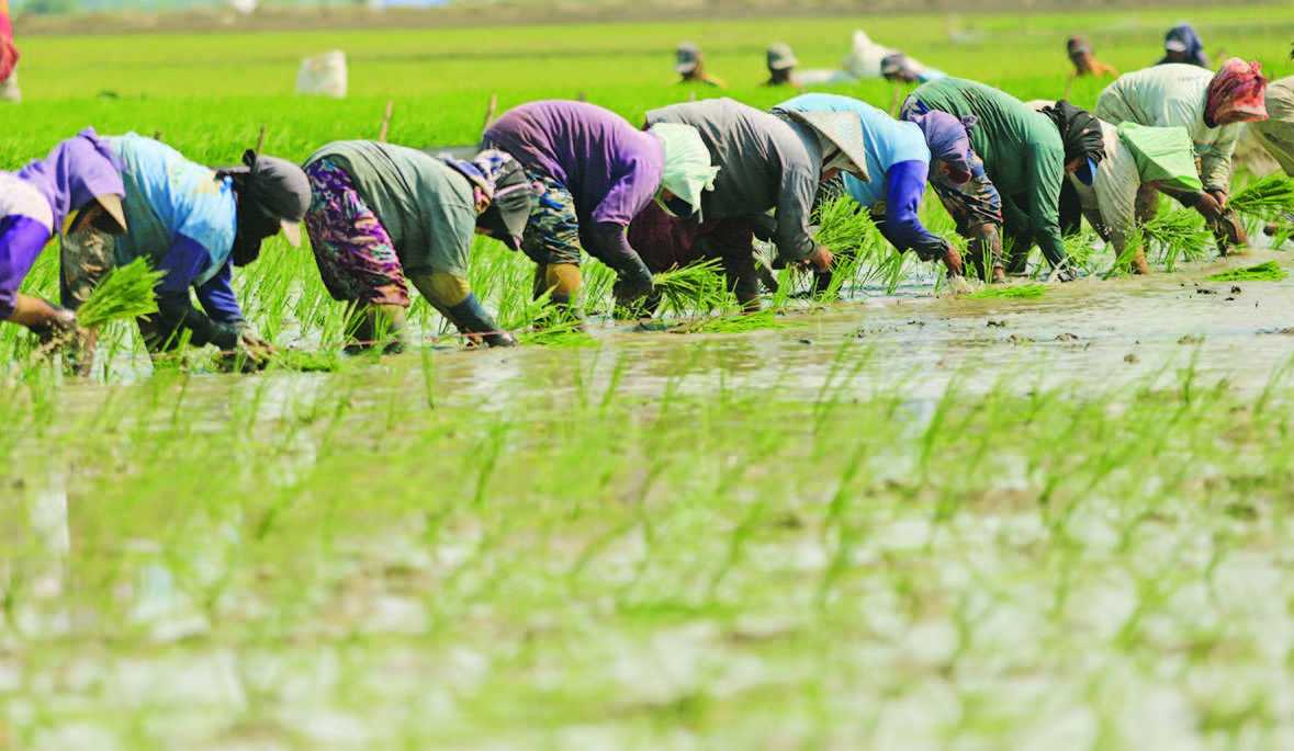 Kenaikan NTP Belum Dinikmati Para Petani secara Penuh