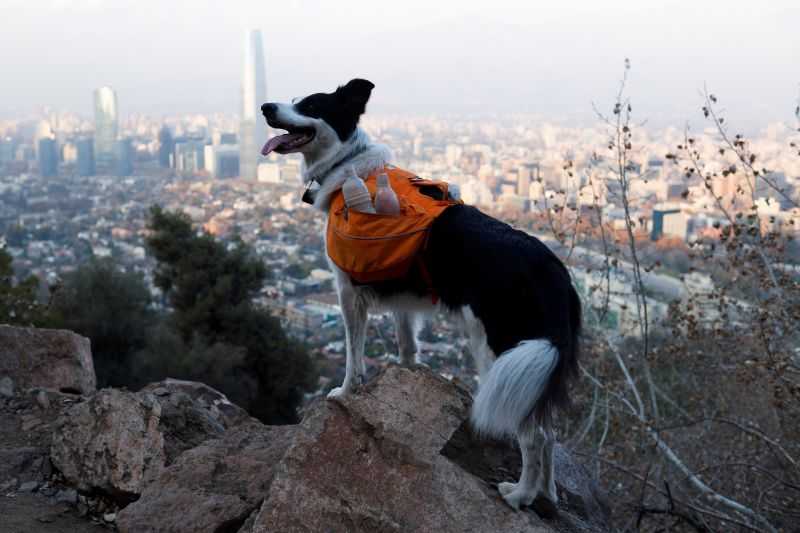Kenalkan Ini Sam, Anjing Pintar yang Jadi Pahlawan Kota, Rajin Bersihkan Sampah di Chili