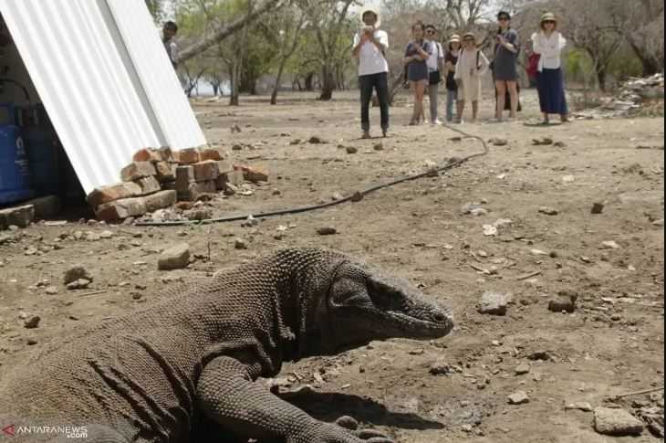 Kepada Jokowi, Asosiasi Travel Minta Rencana Kenaikan Tiket Masuk ke TN Komodo Dibatalkan, Ini Alasannya