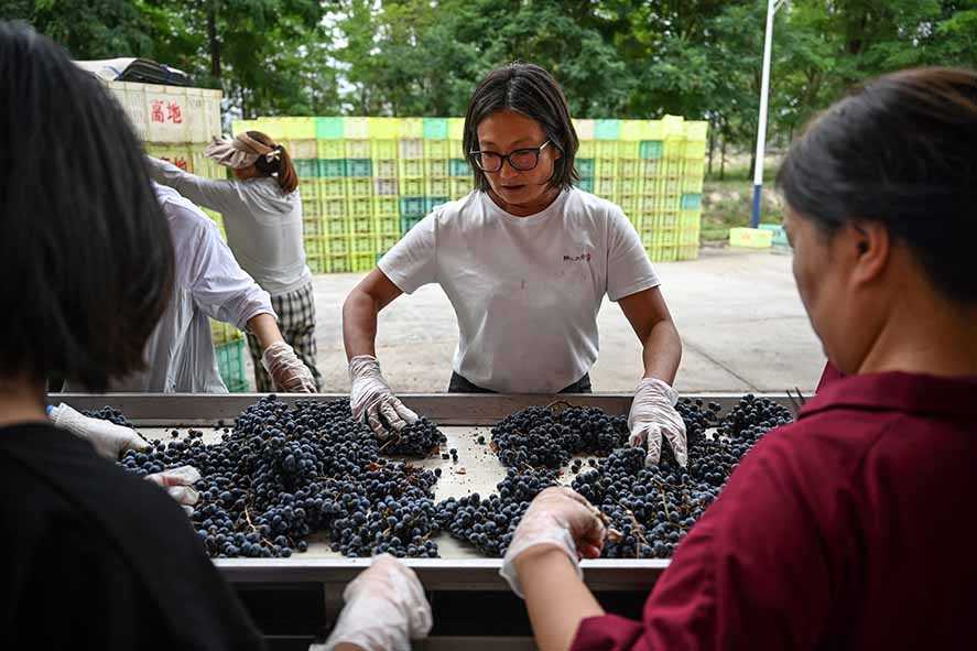 Kepeloporan Perempuan Dorong Inovasi Sektor Industri Minuman Anggur di Tiongkok