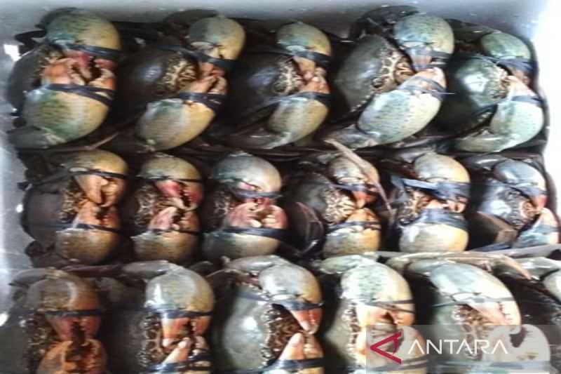 Kepiting Bakau asal Maluku Tembus Pasar Ekspos Asean