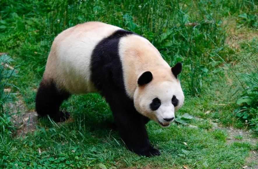 Kepulangannya Ditangisi Warga Korsel, Panda Fu Bao akan Tampil di Depan Publik Tiongkok
