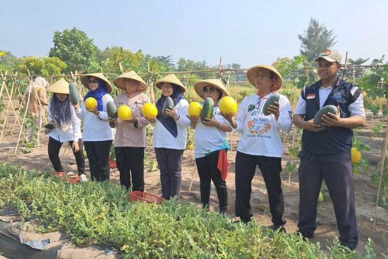 Kepulauan Seribu Ajak Warga Budi Daya Tanaman Pangan