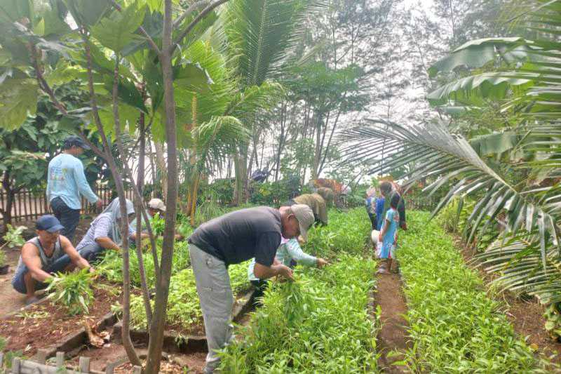 Kepulauan Seribu Panen Sayuran dari Lahan Pertanian Perkotaan