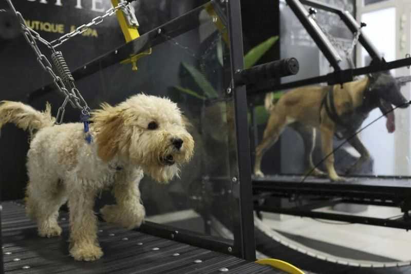 Keren Ini Agar Terlindung dari Panas, Anjing di Uni Emirat Arab Olahraga di Gym Khusus