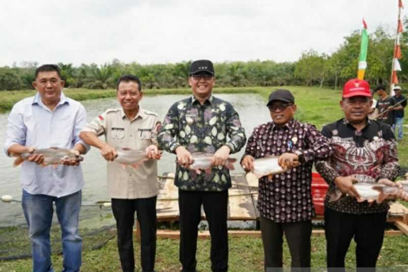 Keren, Kabupaten Banyuasin Jadi Penghasil Ikan Patin Terbesar Kedua di Sumsel