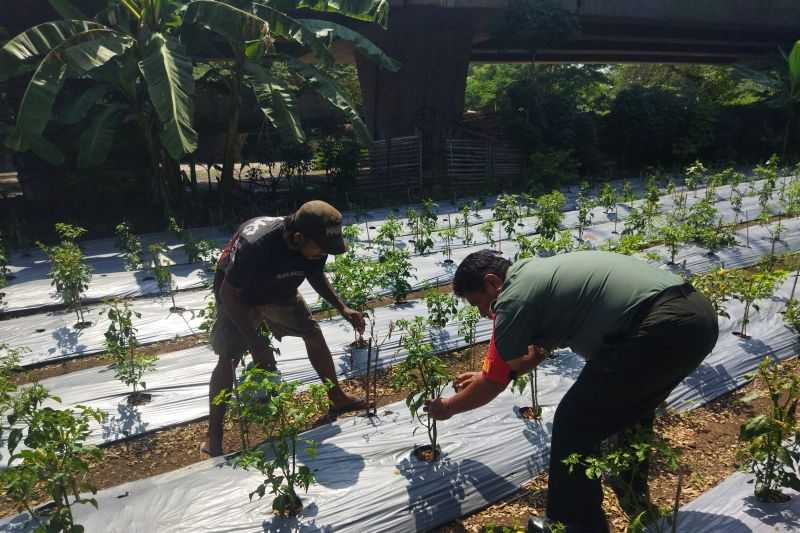 Keren Kebijakan Ini, Koramil 03/Tanjung Priok Gandeng Mantan Preman Jadi Petani Perkotaan