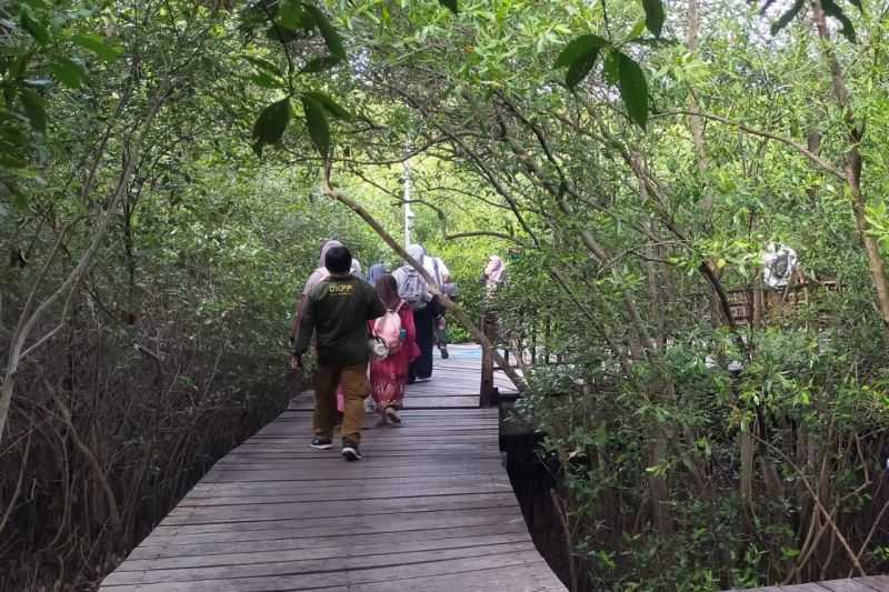 Keren, Pemkot Surabaya: Kebun Raya Mangrove Dikunjungi 43.000 Wisatawan