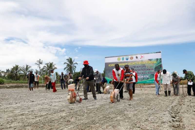 Keren, Petani Milenial Papua Barat Tanam Jagung Hibrida