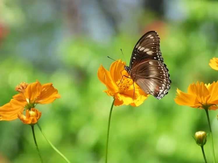 Kerja sama Ilmuwan-Masyarakat Sukses Petakan Sebaran Kupu-kupu di Jabodetabek