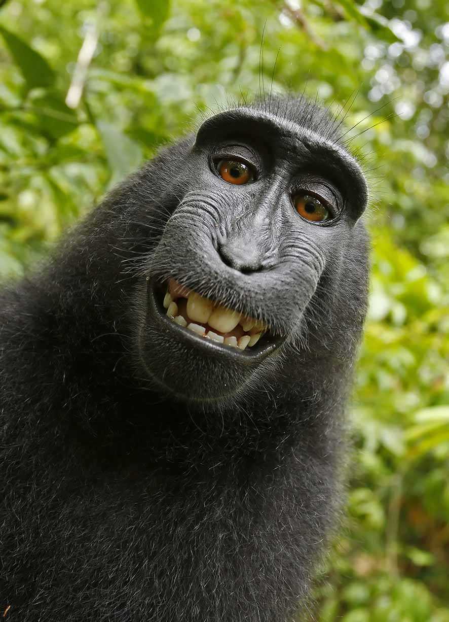 Kisah Naruto, si Monyet Selfie yang Viral