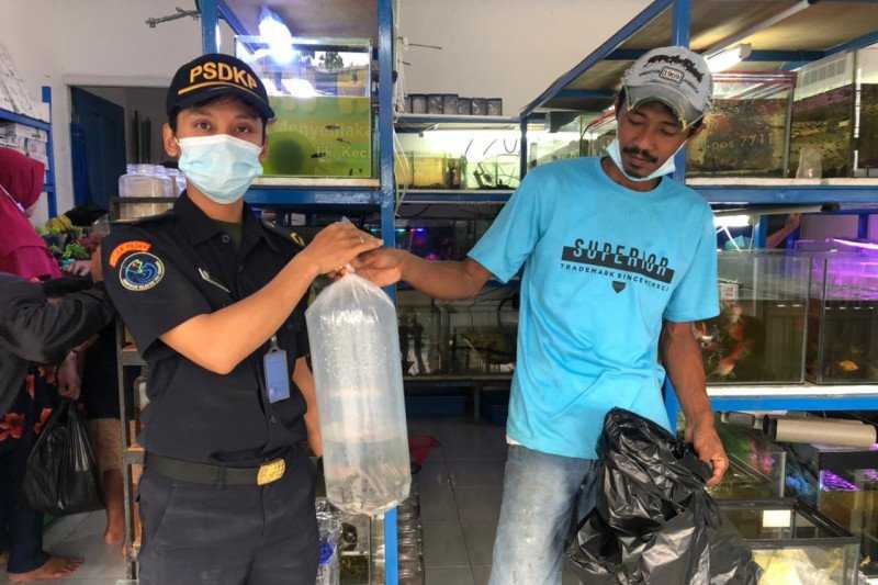 KKP Amankan 24 Ikan Bajak Laut di Tarakan Kaltara