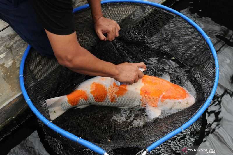 KKP Bantu UMKM Blitar Ekspor Perdana Ikan Koi ke Malaysia