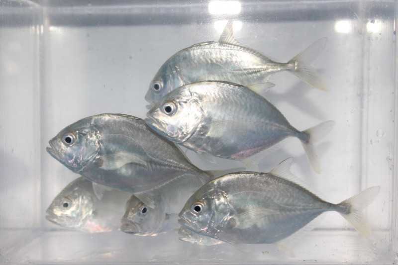 KKP Kembangkan Teknologi Budidaya Ikan Bubara