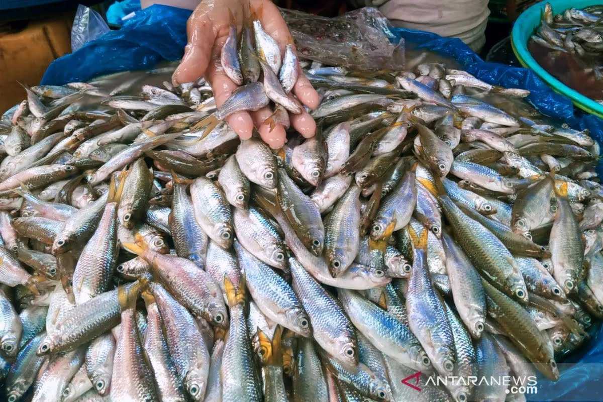 KKP Siapkan Aturan Pengelolaan Ikan Bilih  