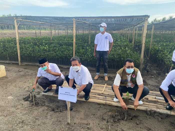 KKP Targetkan Rehabilitasi Mangrove di NTB sebelum Lebaran