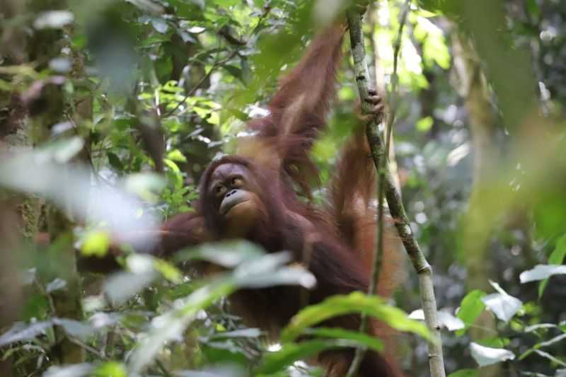 KLHK Lepasliarkan Dua Orangutan di Taman Nasional Betung dan Danau Sentarum