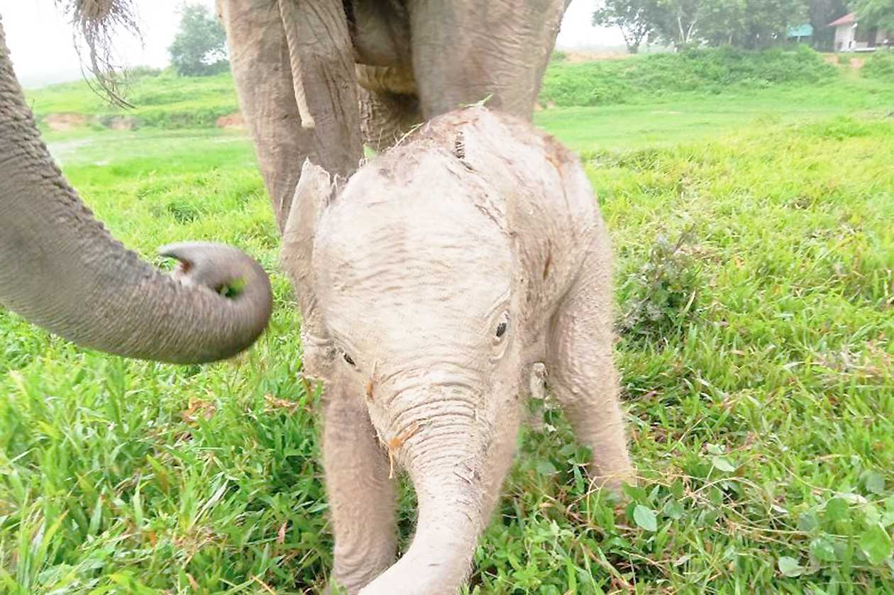 KLHK Umumkan Kelahiran Anak Gajah di Taman Nasional Way Kambas