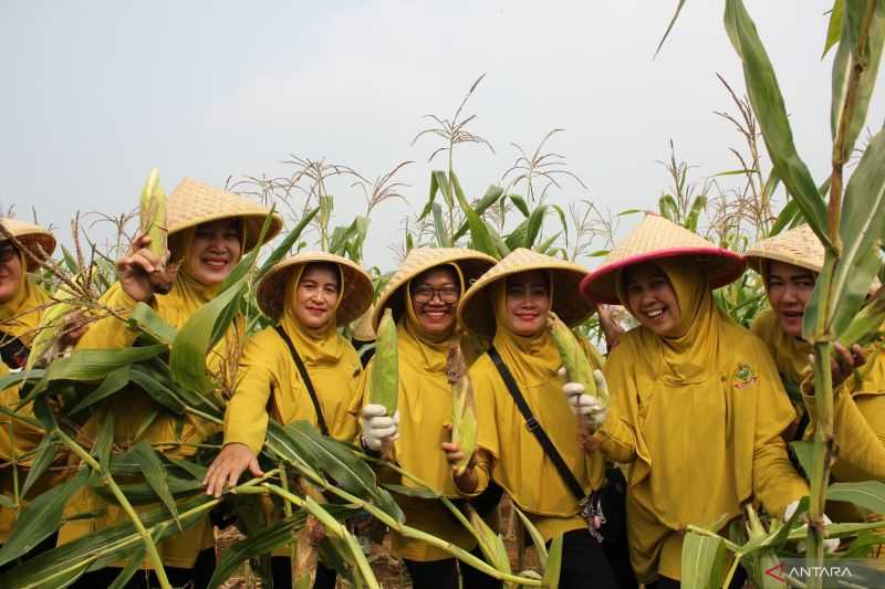 Kodim Kabupaten Bekasi Panen Jagung untuk Dukung Ketahanan Pangan