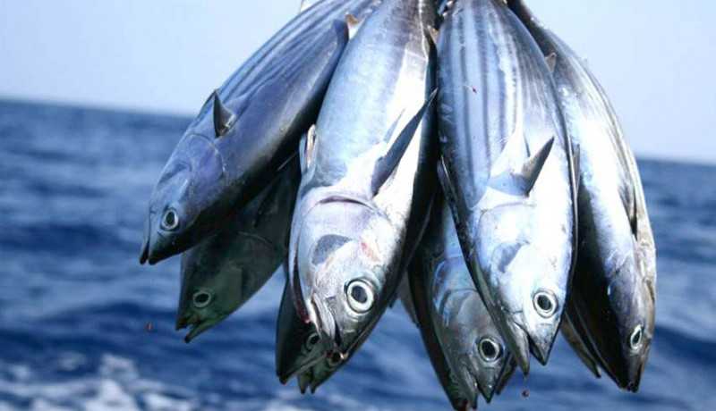 Kolaborasi BUMN Perikanan dan Nelayan Lokal Perlu Ditingkatkan
