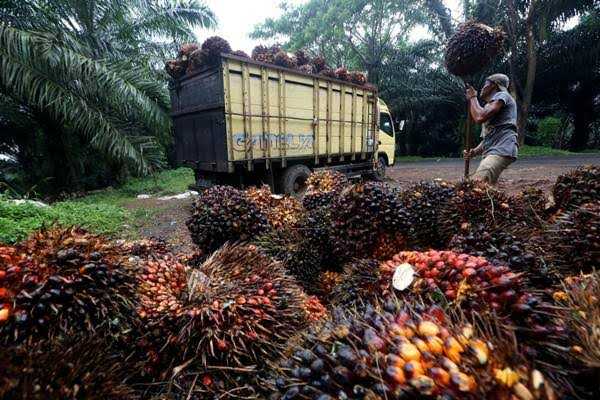 Koperasi Berperan Pacu Daya Saing Petani Sawit