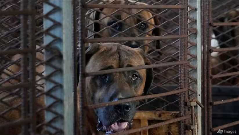 Korea Selatan Sahkan UU Larangan Perdagangan Daging Anjing