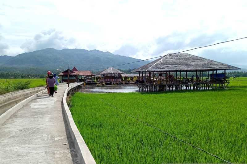 Kota Solok sediakan 400 kg benih pokok padi varietas 'anak daro'