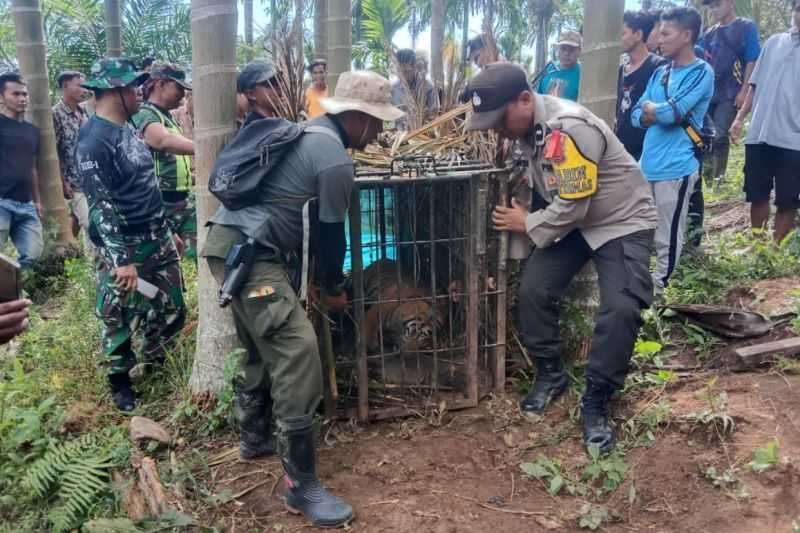 'Kucing-kucingan' Harimau Sumatra Itu Berakhir di Kandang Jebak