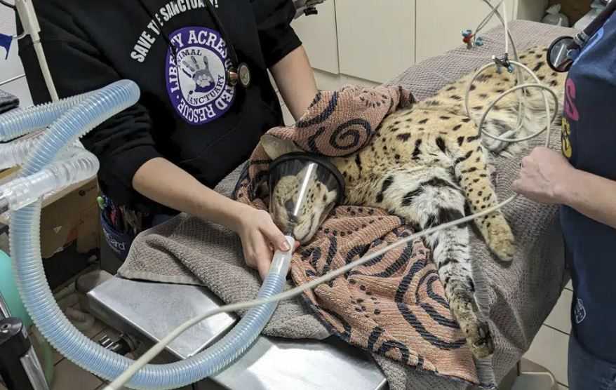 Kucing Serval Afrika Ditemukan Positif Narkoba Jenis Kokain di Ohio AS