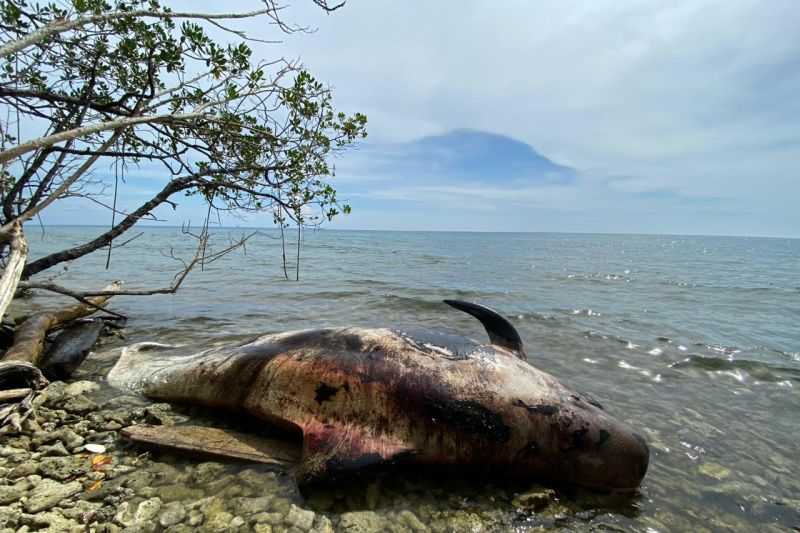 Lagi, Seekor Paus Ditemukan Mati di Perairan Raja Ampat