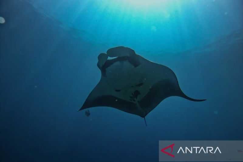 Laguna Wayag Raja Ampat Diumumkan Sebagai Tempat Pembesaran Pari Manta Pertama di Dunia