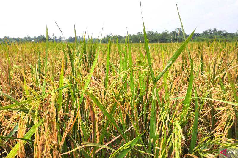 Lahan Pertanian Terdampak Kekeringan di Tangerang Bertambah