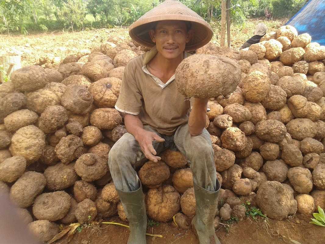 Lahan Terbuka Percepat Panen