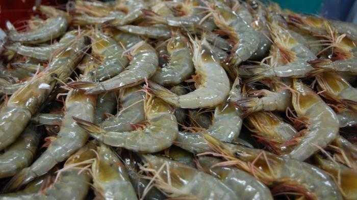 Lampung Didorong Kembangkan Tambak Udang Modern