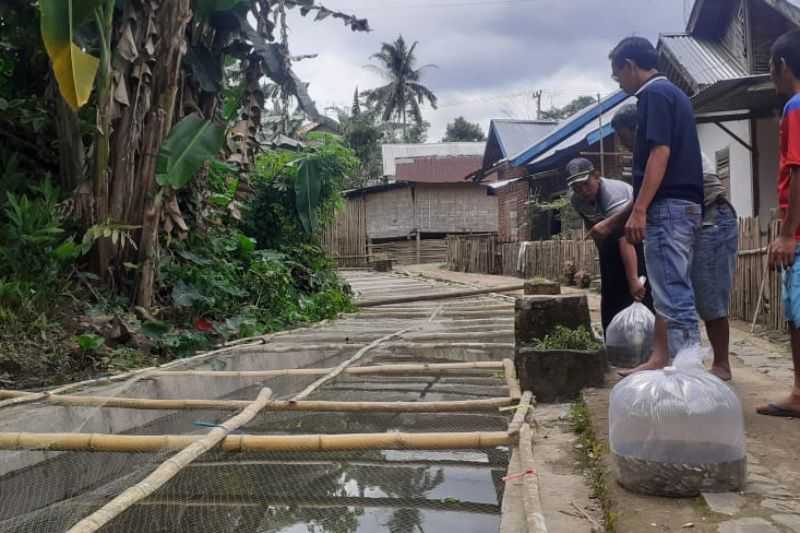 Langkah Kreatif, Warga Budi Daya Ikan di Saluran Irigasi